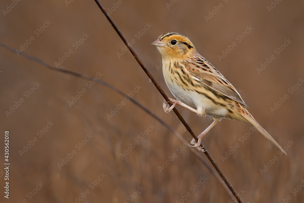 Le Conte's Sparrow, Ammospiza leconteii