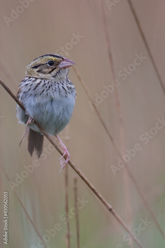 Henslow's Sparrow, Centronyx henslowii photo