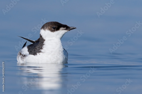 Marbled Murrelet, Brachyramphus marmoratus