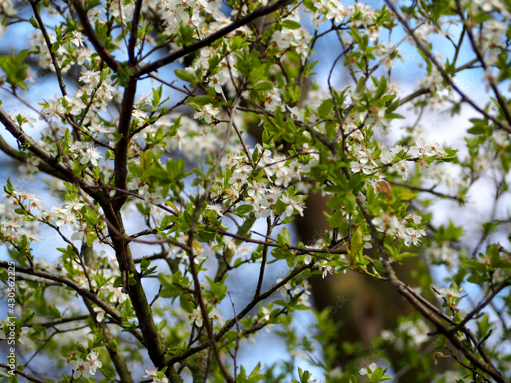 white flowers on a blooming fruit tree against a blue sky bottom view on a spring day white flowers on a blooming fruit tree against a blue sky bottom view on a spring day