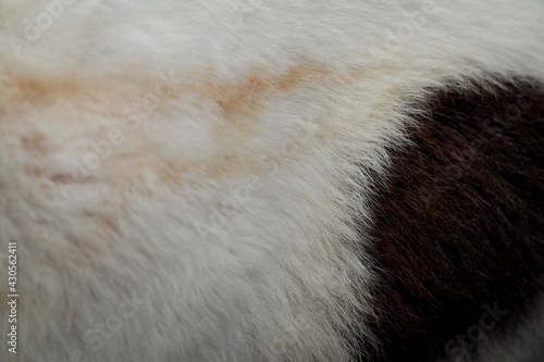 texture of white and black wool on the skin of an animal top view