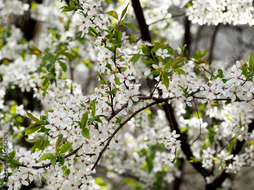 white flowers on blooming fruit tree in spring day
