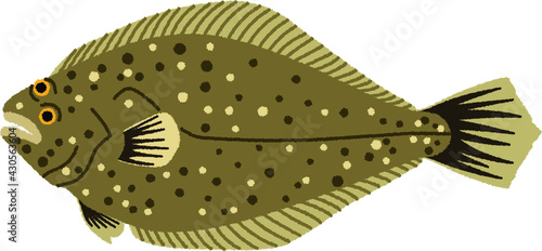 ヒラメのイラスト