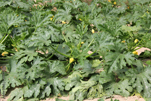 culture de courgettes