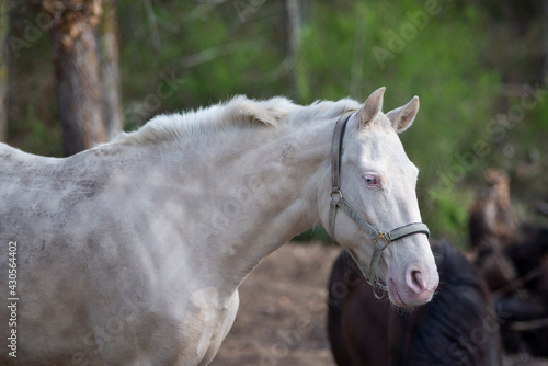An albino horse in a farm. Taken in Burgos, Spain, in April 2021.