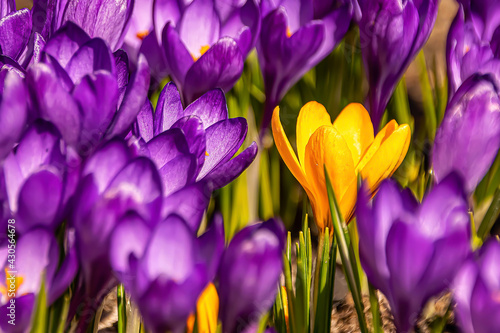 one yellow flower among the purple ones
