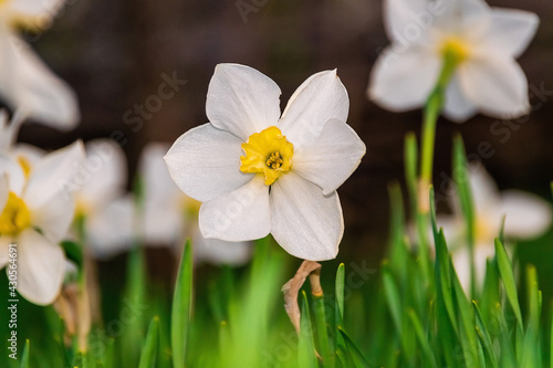 Beautiful White and yellow daffodils. Yellow and white narcissuses in a garden. Soft focus