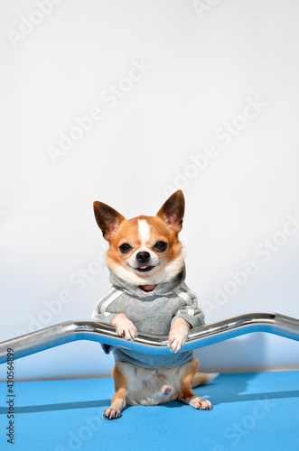 Shot of a little dog chihuahua with sports equipment. Sport, fitness, bodybuilding concept. © Ольга Кан