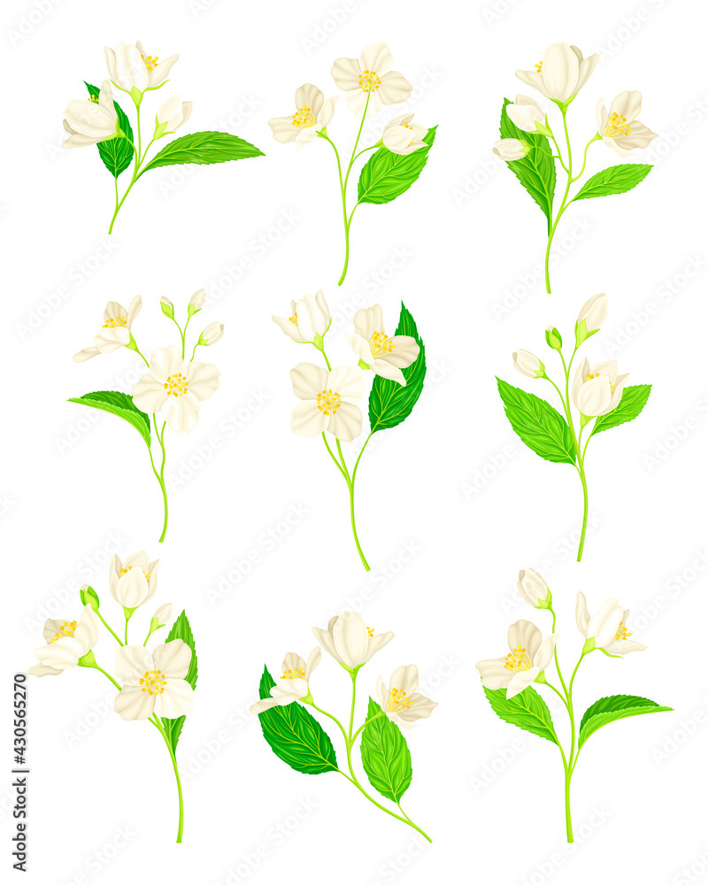 Jasmine Flower with Fragrant White Flowers and Pinnate Leaves Vector Set