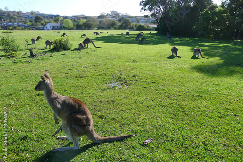 Canvas Print Cute animals on the grass