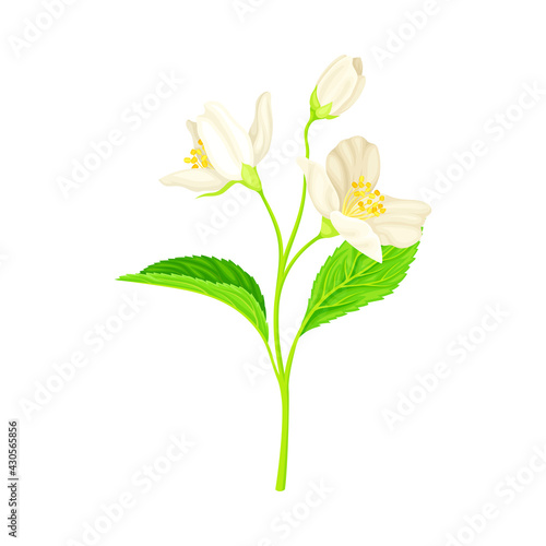 White Fragrant Flowers of Jasmine Plant Specie Sprig with Pinnate Leaves Closeup Vector Illustration