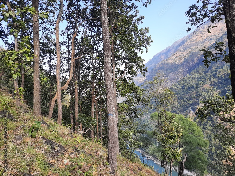 Obraz premium tree in the mountains