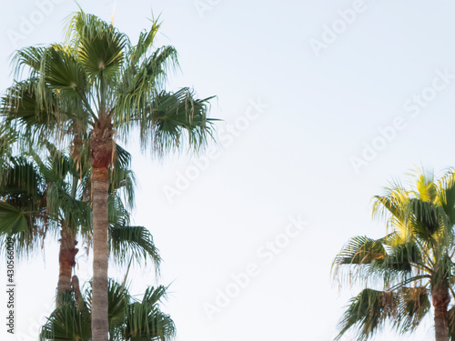 Palm trees under an almost white sky
