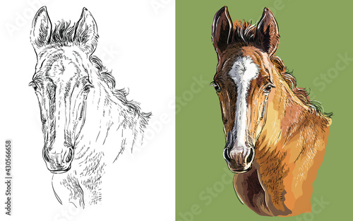 Vector illustration portrait of little bay foal