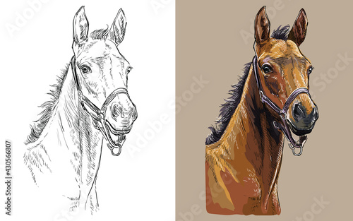 Vector illustration portrait of colt in the halter