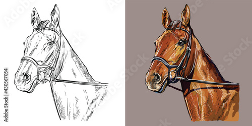 Vector illustration portrait of horse in the bridle