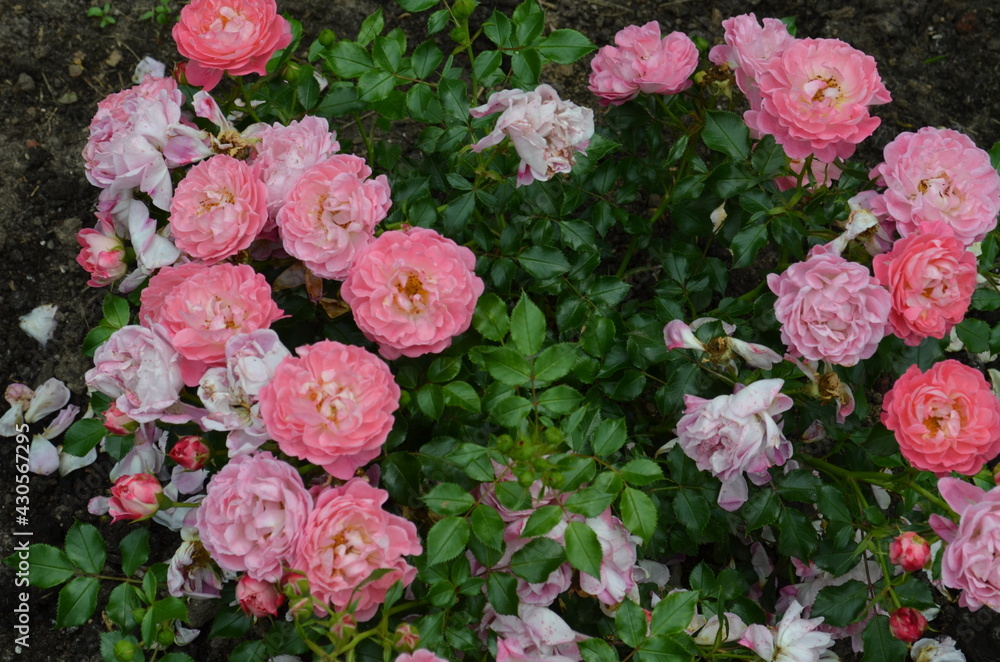 pink flowers pink flowers