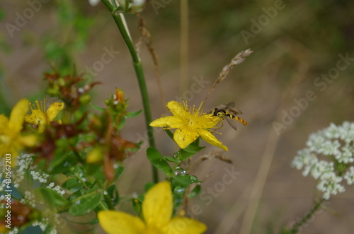 bee on yellow flower