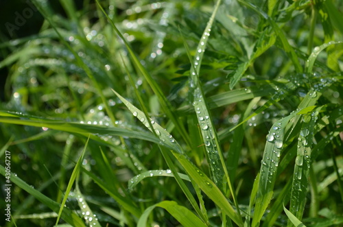 grass with dew