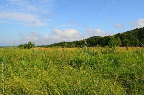 grass and sky