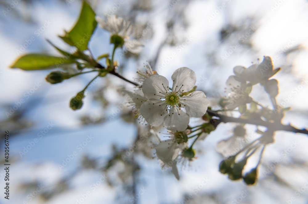Branches of blossoming cherry tree Branches of blossoming cherry tree