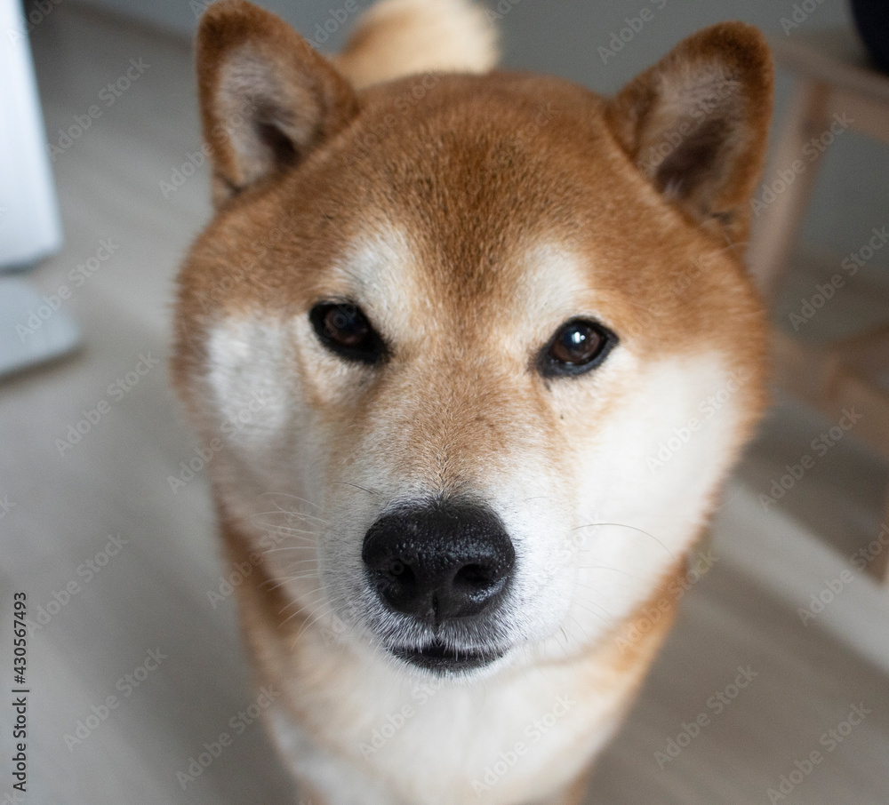 portrait of a beautiful, fluffy brown Shiba Inu dog, sitting in an apartment, at home, during the day. Positive, good mood, end of self-isolation, freedom, problems of raising purebred dogs