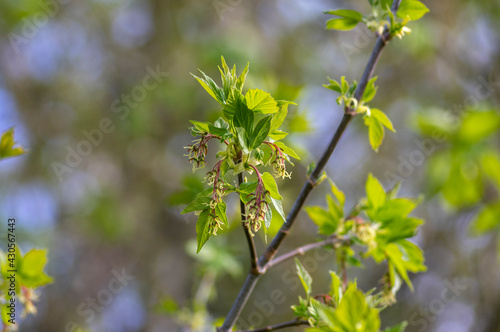 Acer negundo manitoba boxelder maple female purple red white flowers, detail of flowering branches