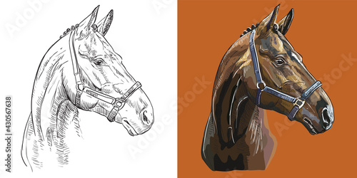 Vector illustration portrait of sports thoroughbred horse