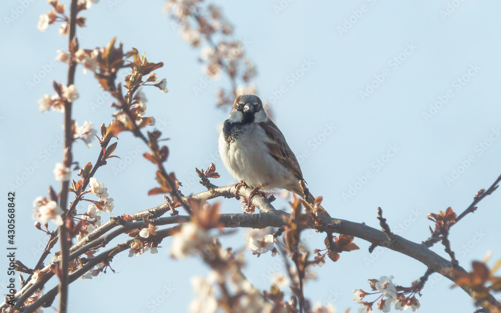 Close up of house sparrow on blooming plum tree in the early morning in springtime with alpine snow mountains, Austria Close up of house sparrow on blooming plum tree in the early morning in springtime with alpine snow mountains, Austria