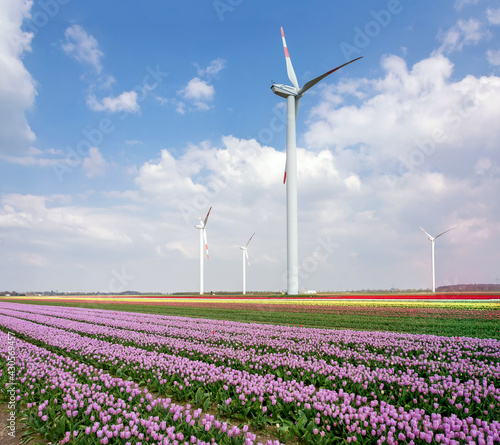 The wind turbine, or wind energy converter group in Germany against the backdrop of a against the background of a field with lilac tulips and the bright blue sky. The concept of conservation of natura photo