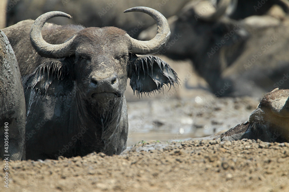Obraz premium Buffle (syncerus cafer)