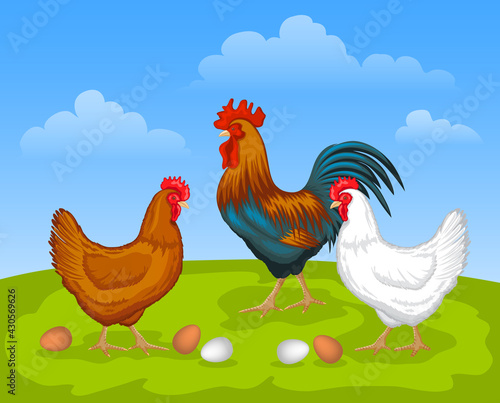 Scene with chickens. Brown and white Hen and Rooster. Male and female chickens