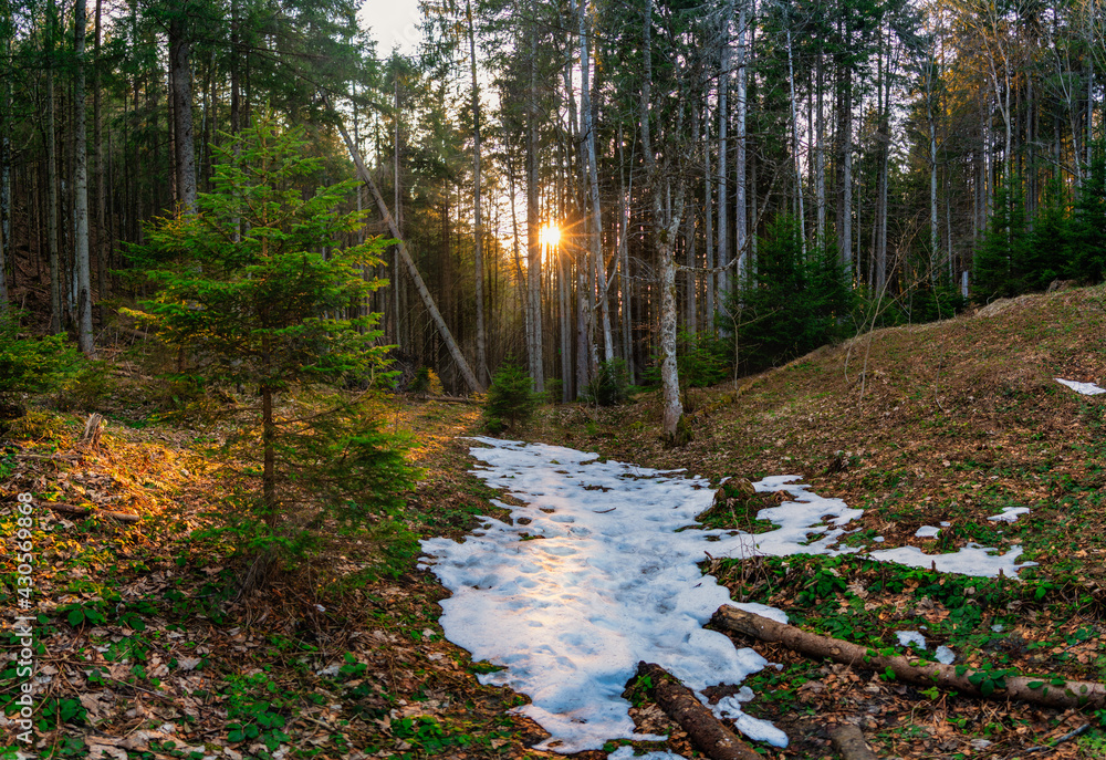 Obraz premium Frühling, Wald, Sonne durch Bäume, Schnee, Sonnenstrahlen