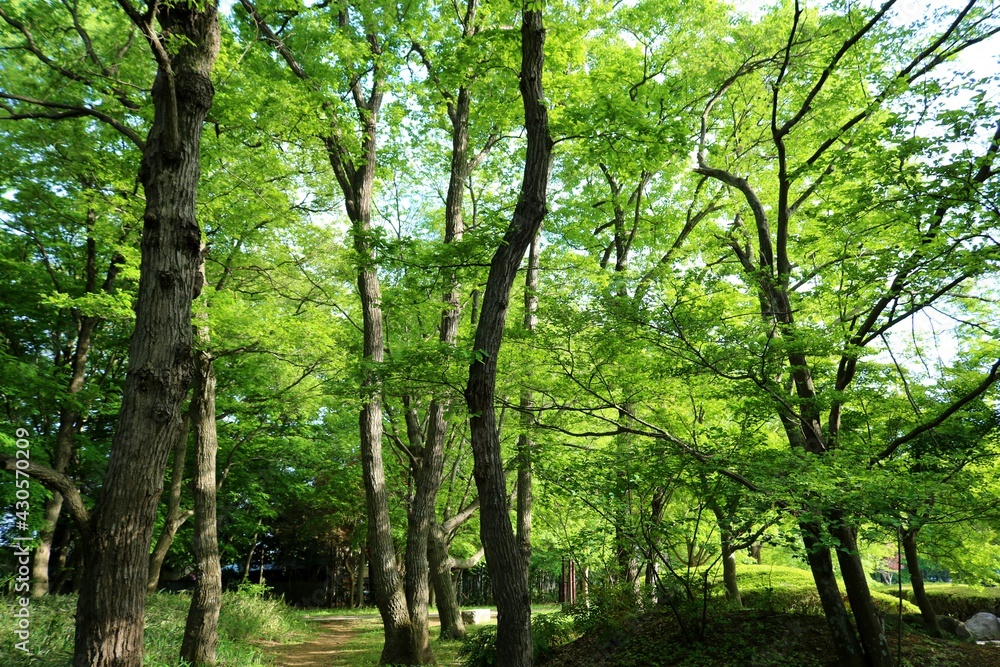 Naklejka premium 癒しの緑 森 風景