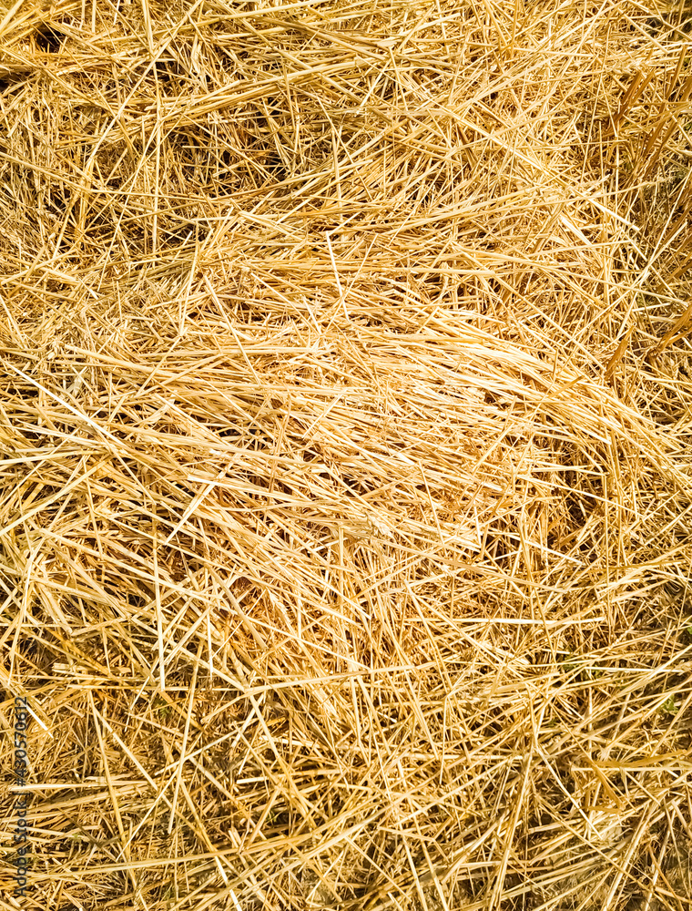 Straw lying in stacks on the field natural texture background yellow Straw lying in stacks on the field natural texture background yellow
