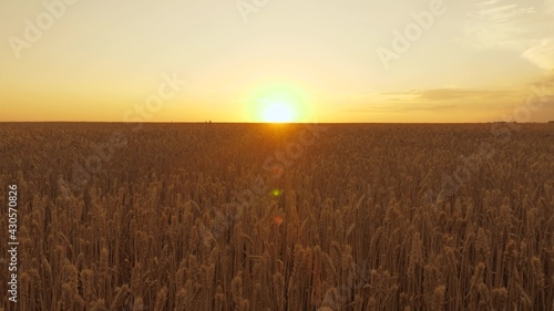 Ripe wheat field in evening at sunset. Spikelets of wheat with grain shakes wind. Cereal harvest ripens in summer. agricultural business concept. Environmentally friendly wheat. Dawn over the field