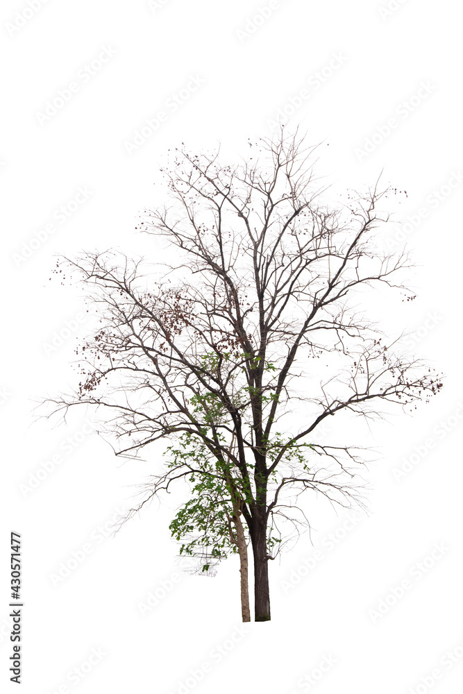 dead tree isolated on white background, tropical trees used for design, advertising and architecture dead tree isolated on white background, tropical trees used for design, advertising and architecture