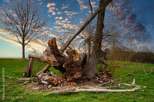 zerst  rter Baum vor dramatischem Himmel