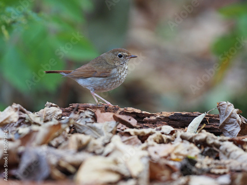 Rufous-tailed robin, Larvivora sibilans