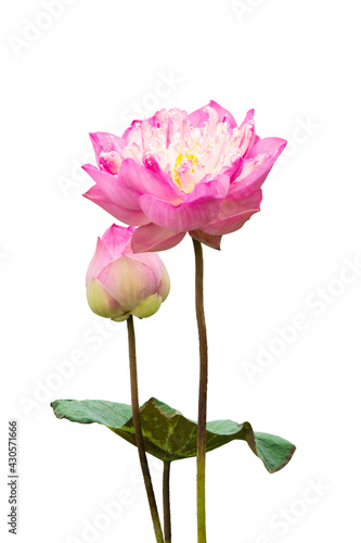 Pink Lotus Flower Isolated On White Background.