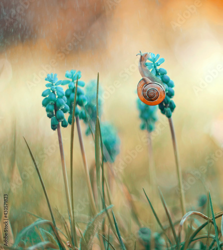 Ślimak na Szafirkach- grape hyacinth photo