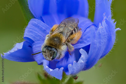 bee resting on a flower 