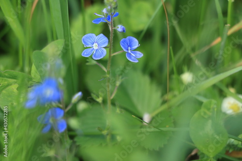 a blue meadow flower