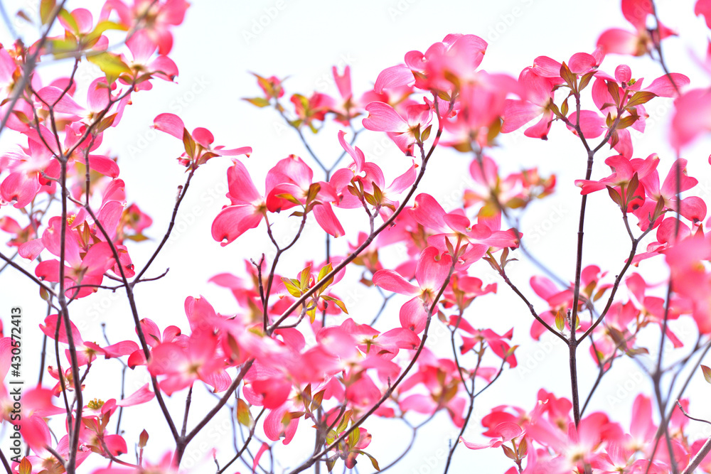 街路で美しく咲くピンクのハナミズキ