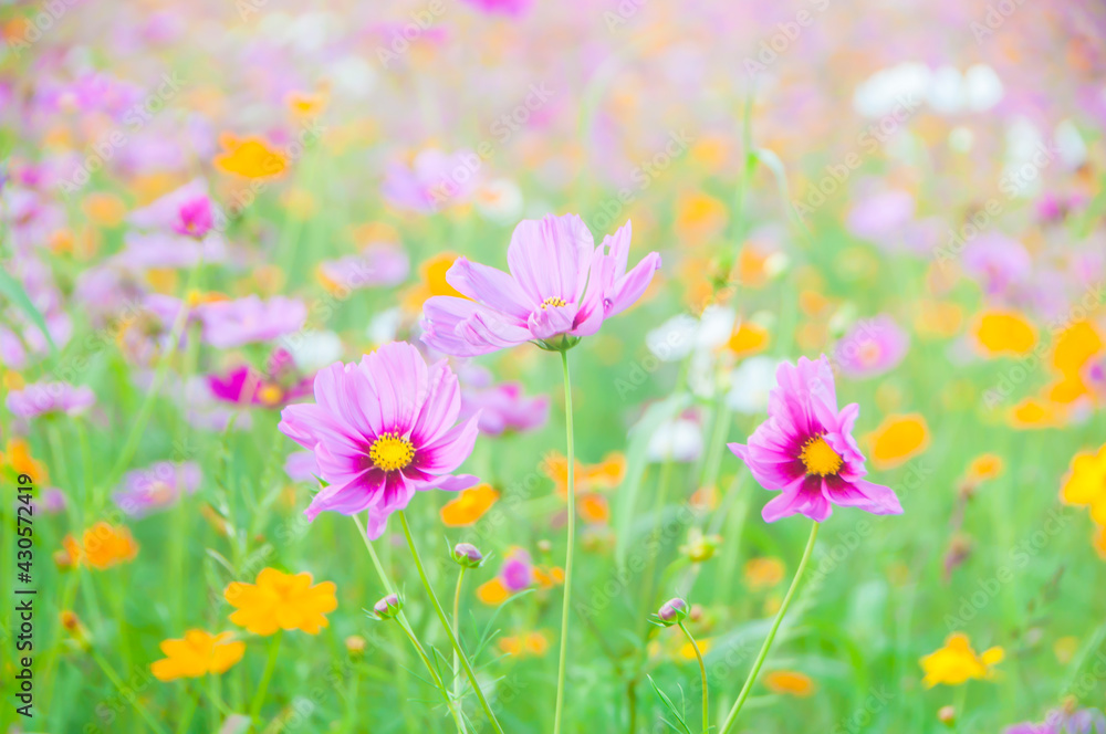 Fototapeta premium Cosmos flowers background
