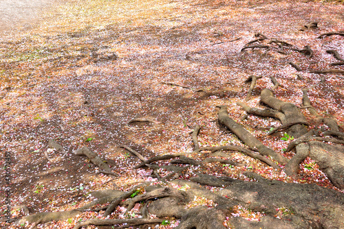 中央公園のグランドに散った桜の花と木の根