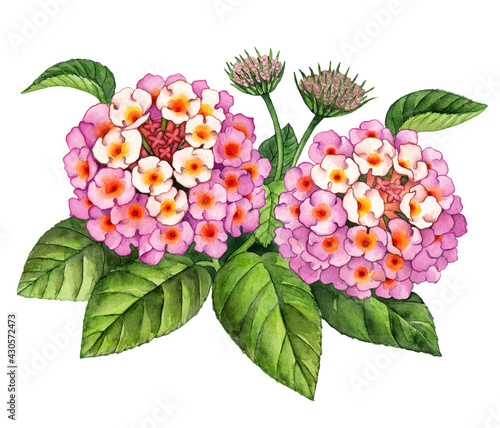 Fototapeta Naklejka Na Ścianę i Meble -  Watercolor illustration of beautiful pink floral bunch isolated on white background