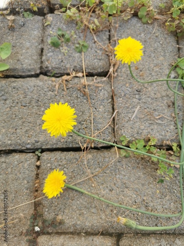 yellow flowers on paving background.
