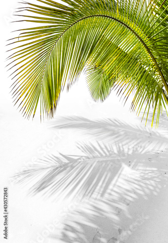 palmes de cocotiers sur plage paradisiaque de sable blanc 