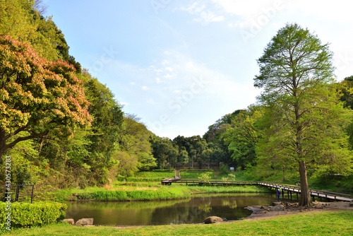 公園の池と樹木と木橋